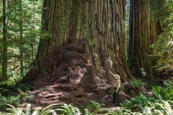 Redwood Giants